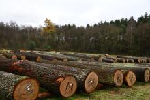 Wyniki IX Regionalnej Submisji Drewna Szczególnego RDLP w Radomiu