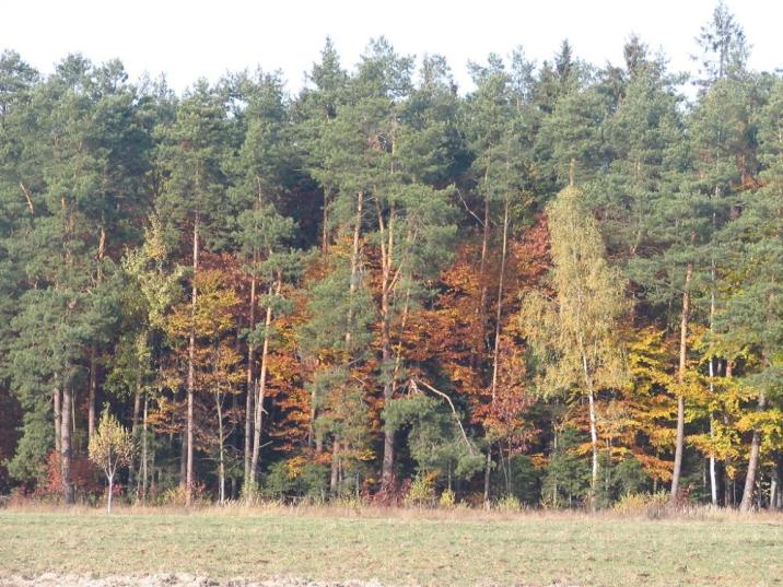 Drzewostan&#x20;sosnowy&#x20;z&#x20;rozwiniętą&#x20;warstwą&#x20;podszytu&#x20;&#x28;fot&#x2e;&#x20;Edyta&#x20;Nowicka&#x29;