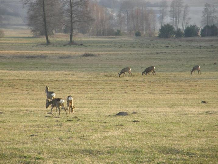 Żerujące sarny (fot. Zbigniew Grzybowski)